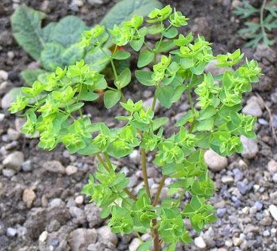 Garten-Wolfsmilch, Euphorbia peplus